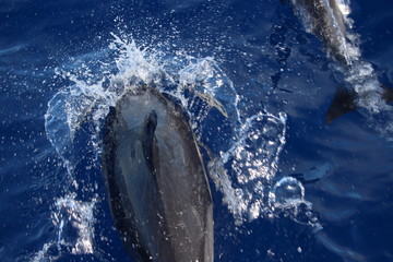 Delphine auf Madeira © Meermandy