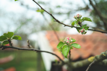 White cherry blossom in spring for background or copy space for text strong blur and shallow dept of field