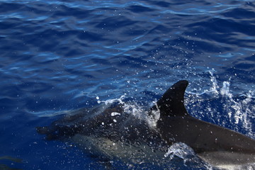 Delphine auf Madeira