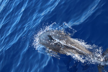 Delphine auf Madeira © Meermandy