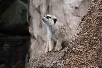ZOOLÓGICO