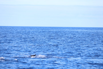 Delphine auf Madeira