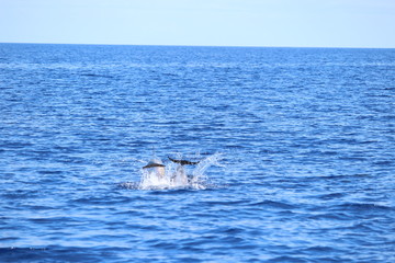 Delphine auf Madeira © Meermandy