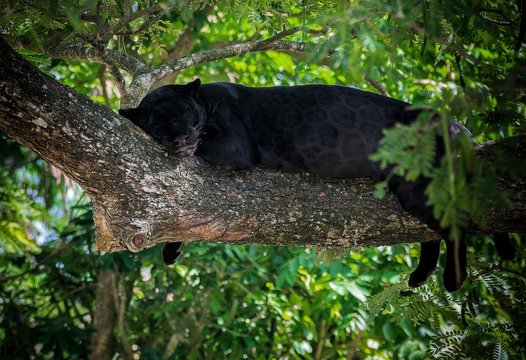 black phanter on tree