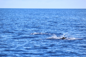 Delphine auf Madeira