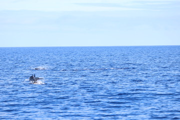 Delphine auf Madeira