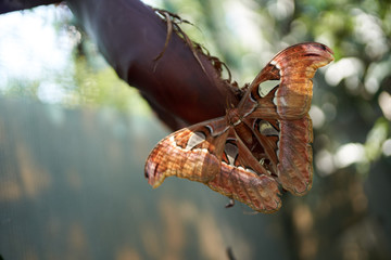 a huge brown butterfly sits on a branch