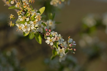 Branche d'arbre fruitier avec des fleurs blanches au printemps dans la lumière de fin de journée dans un sous-bois.
