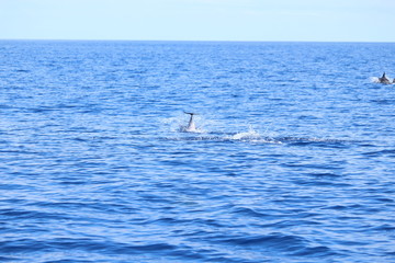 Delphine auf Madeira