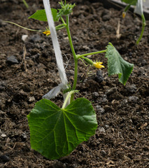 Gelendzhik, Russia -   April 13, 2020: Young seedling of a cucumber in an ecological garden