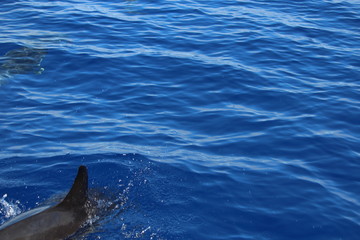 Delphine auf Madeira © Meermandy