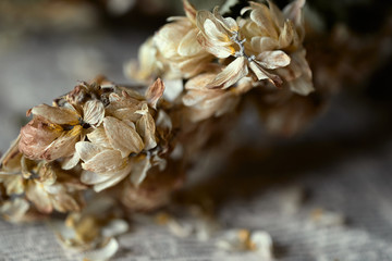 Dried hop flowers. Selective focus on petals. Macro