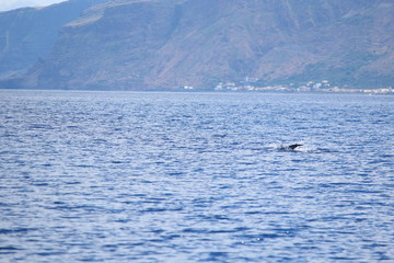 Obraz premium Delphine auf Madeira