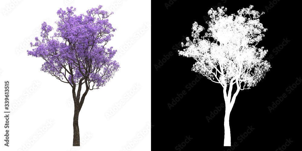 Wall mural front view of tree (jacaranda mimosifolia) png with alpha channel to cutout 3d rendering