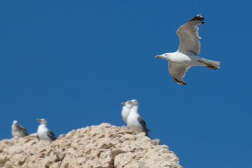 Seagulls on a stone fence