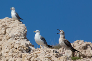 A screaming seagull standing on the rocks