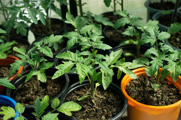 Gelendzhik, Russia -   April 13, 2020: Tomato plants in the early stages of growth.