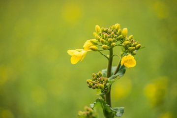 yellow flowers on green background