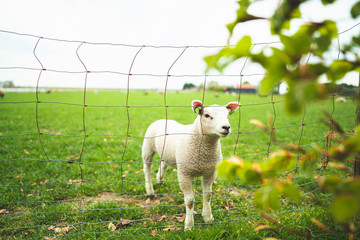 Cute little curious white lamb behind a fence staring into the camera standing in a vibrant green pasture during spring time in Ouddorp, The Netherlands
