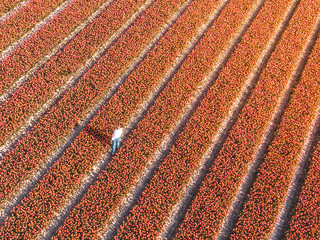Aerial shot of girl female woman walking among a red vibrant tulip field at Goeree-Overflakkee during spring time in the Netherlands