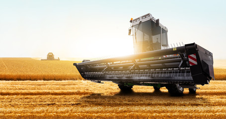 Fototapeta premium Combine harvester on the wheat field.