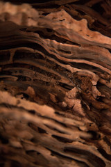 Carved out tree trunk