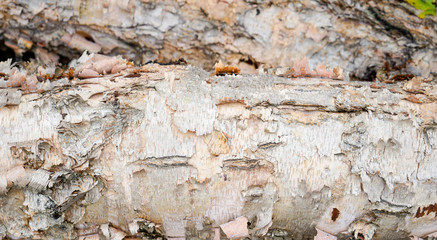 Side of birch tree trunk on its side with rough organic texture. Flaking and peeling bark.