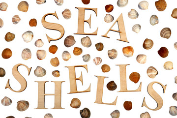 sea shells on a white background. word from wooden letters sea shells. 