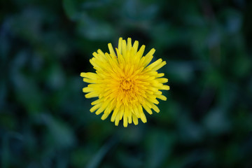A yellow dandelion on a meadow with green blurry background