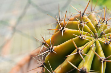 CACTUS PARTICOLARE   - 2
