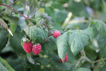 raspberry on a bush