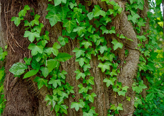 Ivy growing up a tree trunk. Green leaves and vines. 