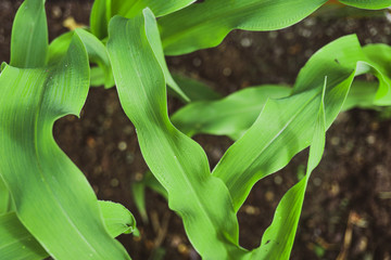 Young green corn plants growing in agricultural and organic garden. Selective focus close up for background