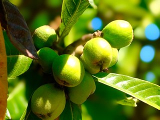 immature Green loquat on loquat tree (Eriobotrya japonica)	