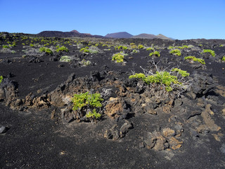 Volcanic rocky landscape in Fuencaliente. La Palma. Canary Islands. Spain.   