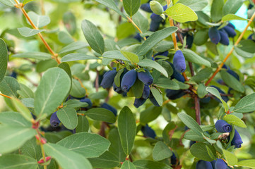 Haskap berries growing in a garden. Natural healthy eating idea.