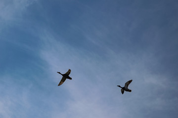 geese in flight