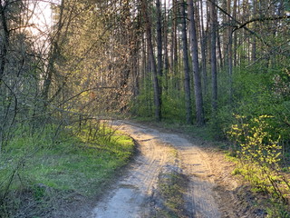 Naklejka premium Trail in a mixed forest in spring. Spring forest landscape, road through the forest. Walking in the park among the trees.