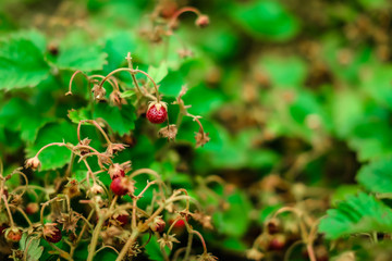 Forest strawberry - the most delicious and useful