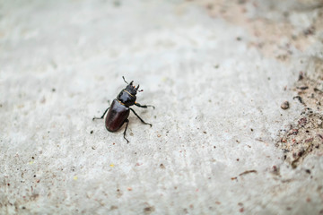 ground black beetle