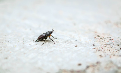 ground black beetle