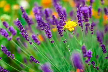 Obraz premium Lavender flowers blooming. Purple field flowers background. Tender lavender flowers. 