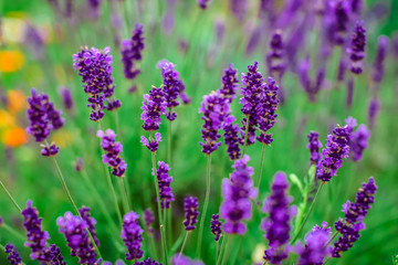 Lavender flowers blooming. Purple field flowers background. Tender lavender flowers. 
