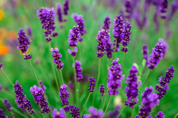 Lavender flowers blooming. Purple field flowers background. Tender lavender flowers. 
