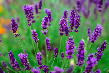 Obraz premium Lavender flowers blooming. Purple field flowers background. Tender lavender flowers. 