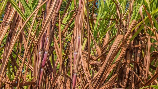 Sugarcane field, India, southeast, Asia.