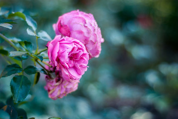 pink rose in the garden
