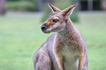 Kangaroo in Australien
