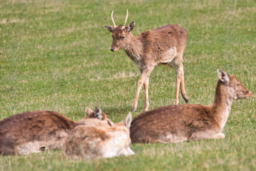 Naklejka na ściany i meble a fallow deer herd resting in a meadow