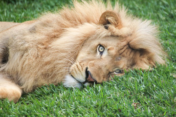 Auf dem Boden liegender Löwe im Gras